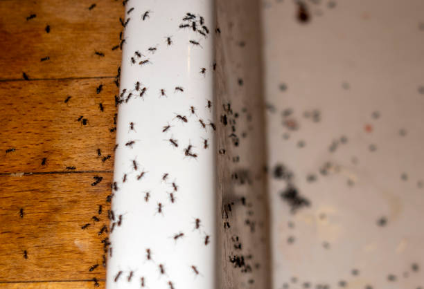 Best Termite Control Services  in Beesleys Point, NJ