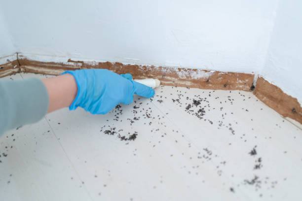 Best Wasp Removal Services  in Beesleys Point, NJ